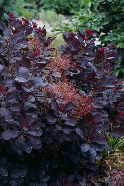 Cotinus coggygria 'Royal Purple' struik 40-50 cm