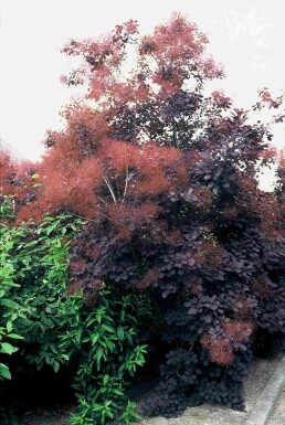 Cotinus coggygria 'Royal Purple' struik 60-80 cm