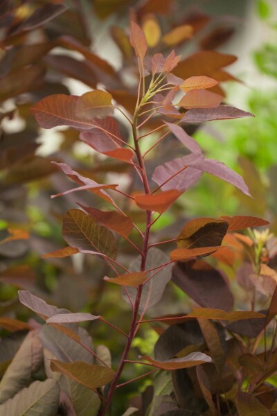 Cotinus 'Grace' struik 40-50 cm