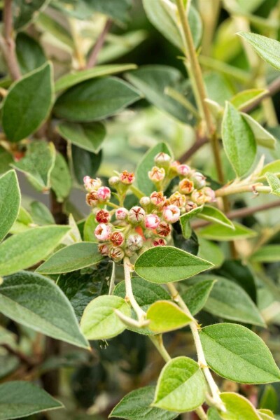 Cotoneaster franchetii struik 125-150 cm