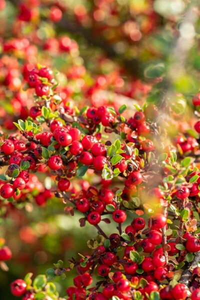 Cotoneaster horizontalis struik 30-40 cm