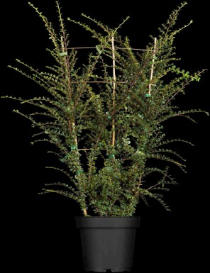 Cotoneaster horizontalis struik 30-40 cm
