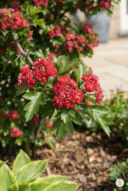 Crataegus laevigata 'Paul's Scarlet' struik 125-150 cm