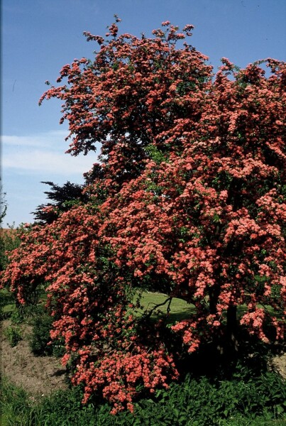 Tweestijlige meidoorn Crataegus laevigata 'Paul's Scarlet' struik 150-175 C20 Crataegus laevigata 'Paul's Scarlet' struik 150-175 cm