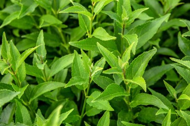 Deutzia gracilis struik 40-50 cm