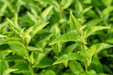 Deutzia gracilis struik 40-50 cm