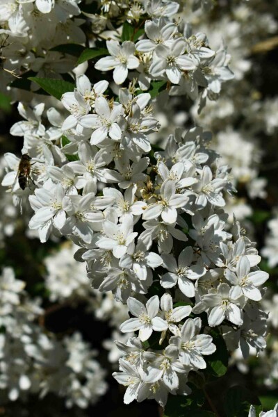 Deutzia gracilis 'Nikko' struik 40-50 cm