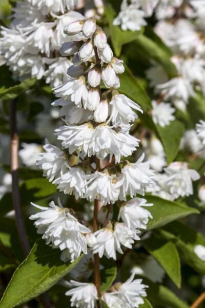 Deutzia magnifica struik 60-80 cm