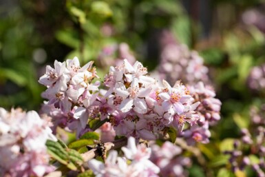 Deutzia 'Mont Rose' struik 60-80 cm