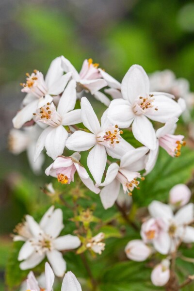 Deutzia 'Mont Rose' struik 150-175 cm