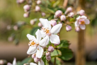 Deutzia 'Mont Rose' struik 150-175 cm
