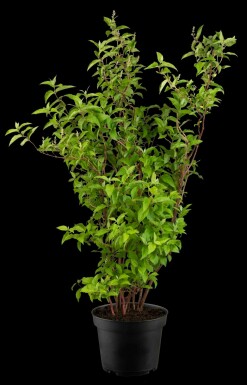 Deutzia scabra 'Plena' struik 60-80 cm