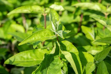 Deutzia scabra 'Plena' struik 80-100 cm