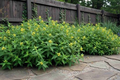Diervilla sessilifolia 'Butterfly' struik 30-40 cm