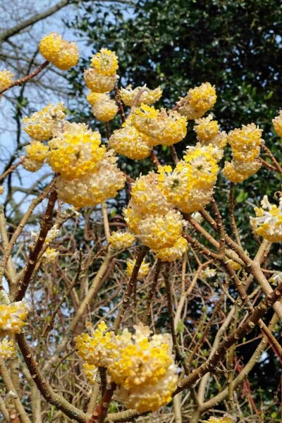 Edgeworthia chrysantha 'Grandiflora' struik 60-80 cm