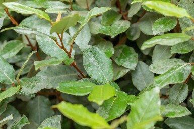 Elaeagnus ebbingei 'Compacta' struik 100-125 cm