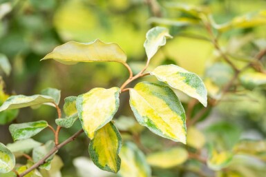 Elaeagnus ebbingei 'Limelight' struik 40-50 cm