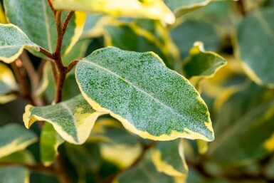 Elaeagnus ebbingei 'Limelight' struik 60-80 cm
