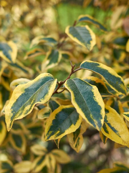 Elaeagnus pungens 'Maculata' struik 100-125 cm