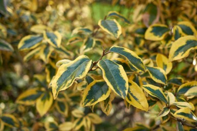 Elaeagnus pungens 'Maculata' struik 100-125 cm