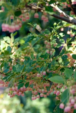Enkianthus campanulatus struik 125-150 cm