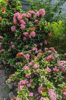 Escallonia 'Pink Elle' struik 60-80 cm