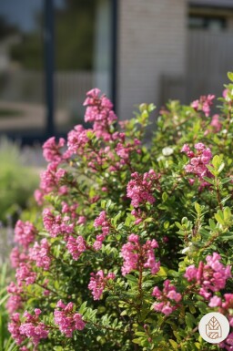 Escallonia 'Red Dream' struik 30-40 cm
