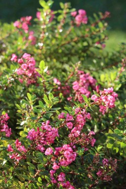 Geen afbeelding beschikbaar