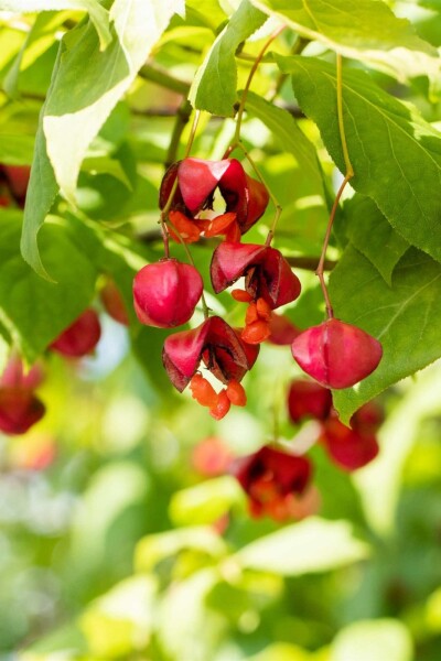 Euonymus europaeus 'Red Cascade' struik 125-150 cm