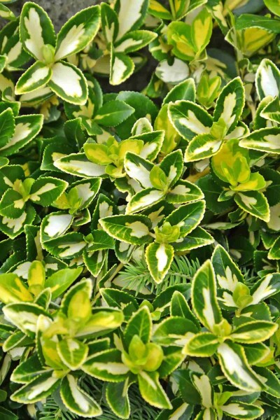 Euonymus fortunei 'Blondy' struik 40-45 cm