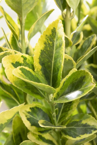 Euonymus japonicus 'Aureomarginatus' struik 30-40 cm