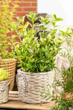 Euonymus japonicus 'Aureomarginatus' struik 30-40 cm