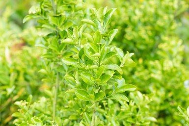 Euonymus japonicus 'Aureomarginatus' struik 30-40 cm