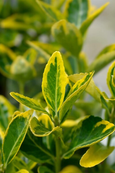 Euonymus japonicus 'Aureus' struik 60-80 cm