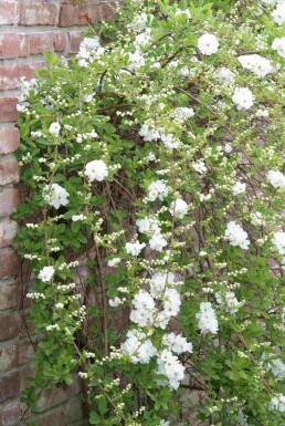 Exochorda macrantha 'The Bride' struik 40-60 cm