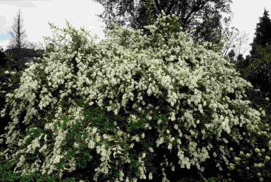 Exochorda macrantha 'The Bride' struik 150-175 cm