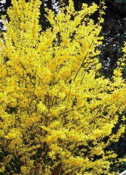 Forsythia intermedia 'Spectabilis' struik 60-80 cm