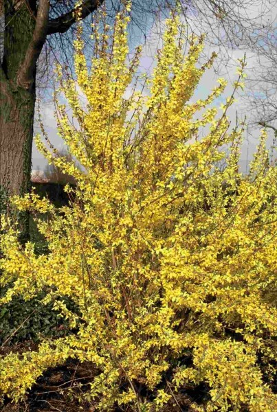 Forsythia intermedia 'Weekend' struik 125-150 cm