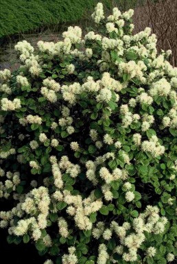 Fothergilla major struik 25-30 cm