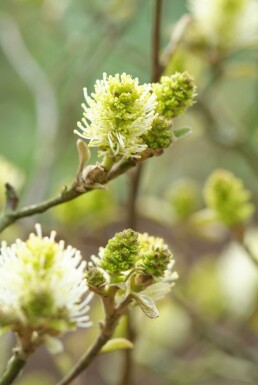 Fothergilla major struik 25-30 cm