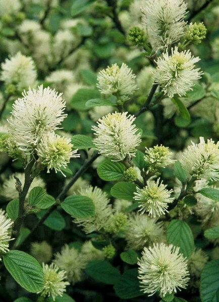 Fothergilla major struik 60-80 cm