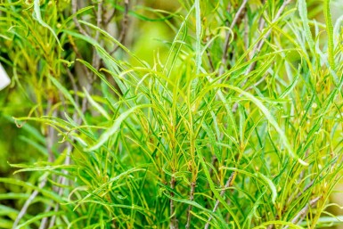 Frangula alnus 'Fine Line' struik 60-80 cm