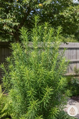Frangula alnus 'Fine Line' struik 60-80 cm