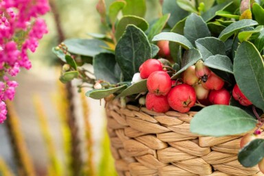 Gaultheria procumbens struik 15-20 cm