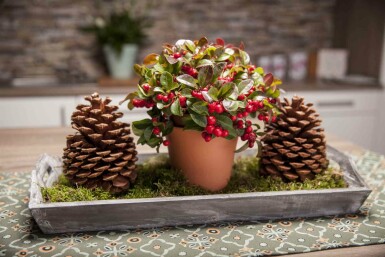 Gaultheria procumbens struik 15-20 cm