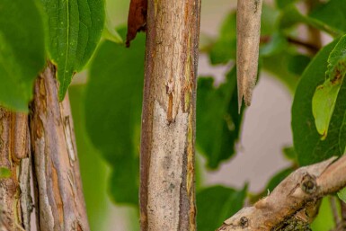Heptacodium miconioides struik 150-175 cm