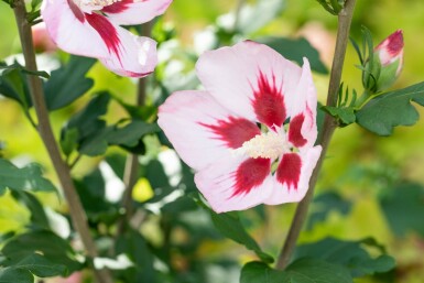 Hibiscus syriacus 'Hamabo' struik 60-80 cm