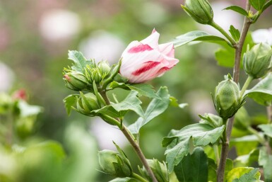 Hibiscus syriacus 'Hamabo' struik 60-80 cm