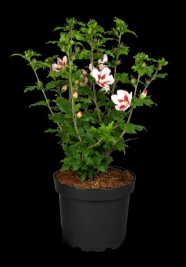 Hibiscus syriacus 'Hamabo' struik 60-80 cm