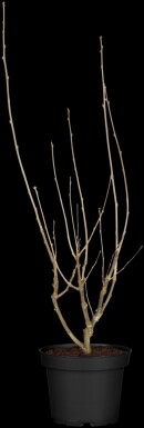 Hibiscus syriacus 'Hamabo' struik 80-100 cm